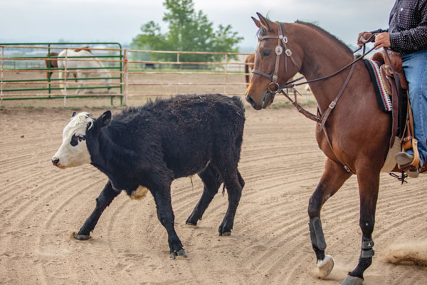 Introducing Your Horse to Cows