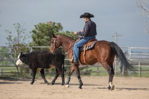 Working with Cattle