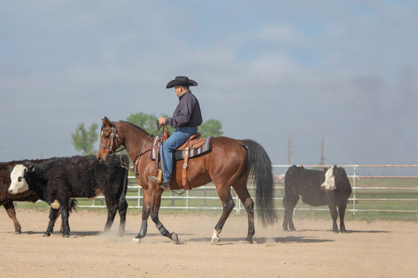 Introducing Your Horse to Cattle