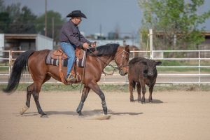 Introducing Your Horse to Cows