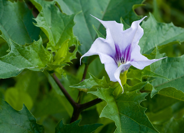 Jimsonweed - What Plants are Toxic to Horses?