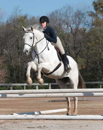 Gray Horse Jumping in Style