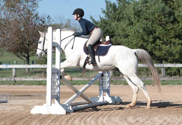 Gray Horse Jumping