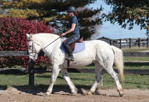 Introducing a Horse to Jumping