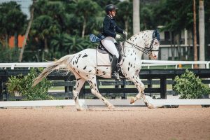  cavalo e cavaleiro Knabstrupper. 