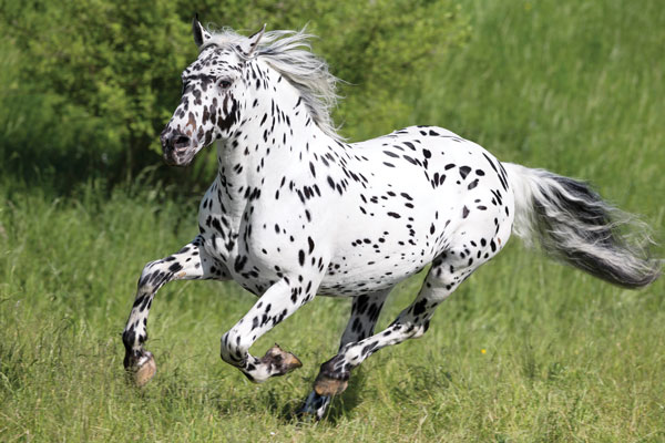 A galloping Knabstrupper, which is a recognizable spotted horse breed