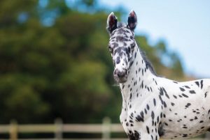  um cavalo knabstrupper de perto.