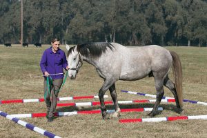 Leading horse through labyrinth.