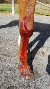 Laceration or Cut on the Leg
