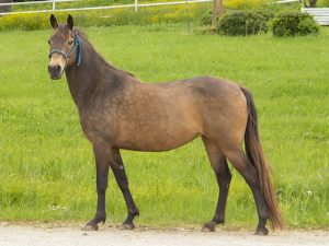 My Right Horse Adoptable Horse of the Week: La Pie — May 26, 2020