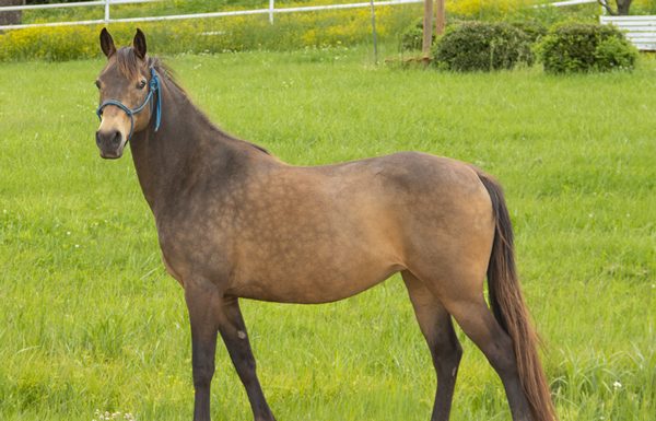 La Pie - Adoptable Horse of the Week