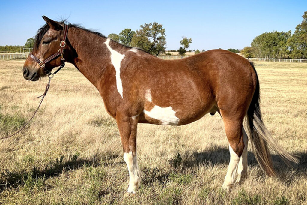 adoptable horse Cowboy