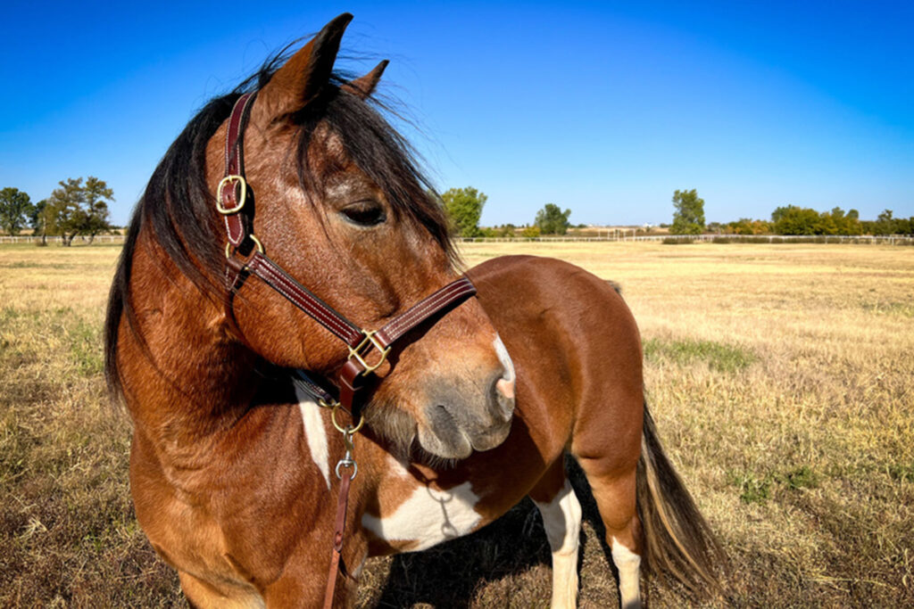 adoptable horse Cowboy