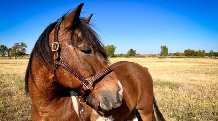 adoptable horse Cowboy