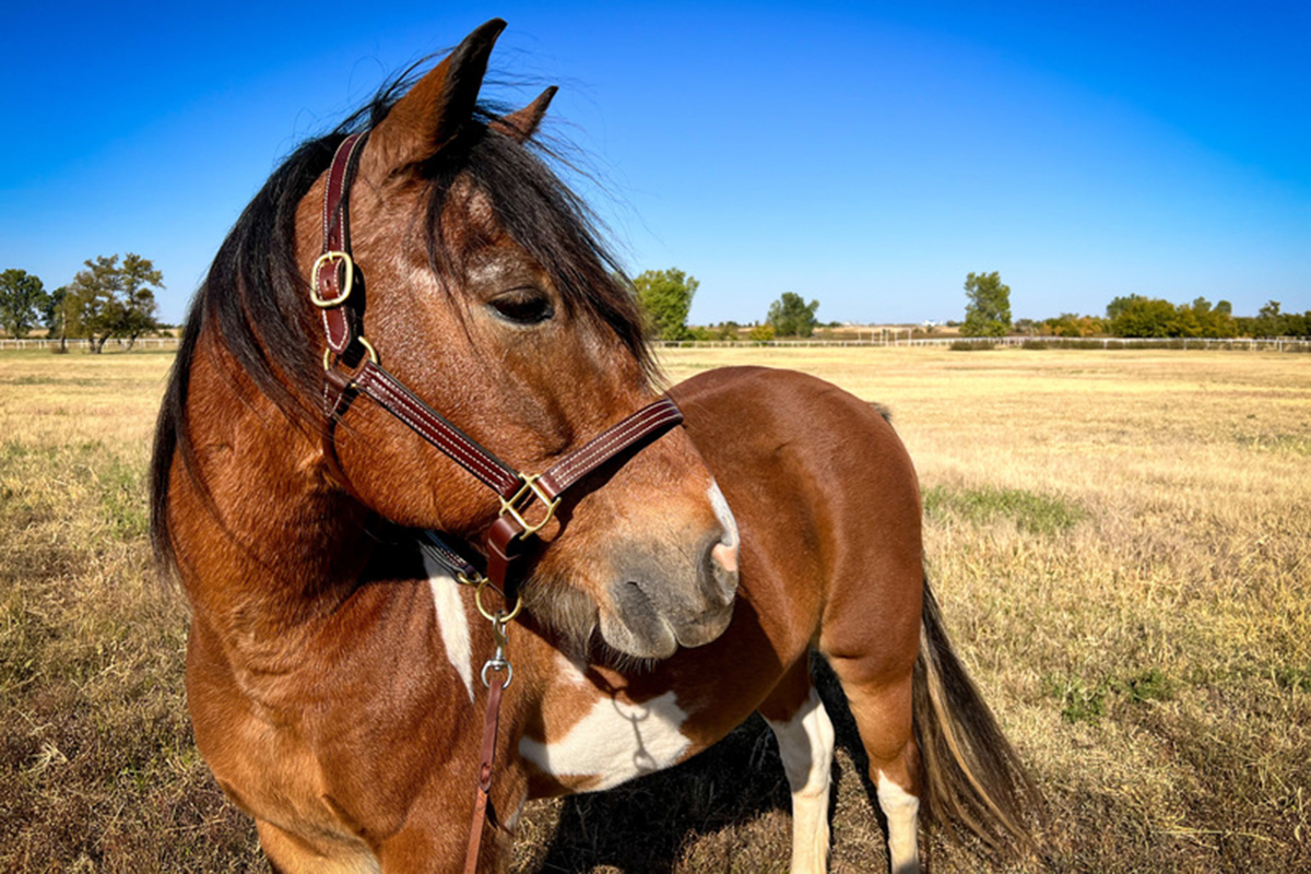 ASPCA’s Right Horse Adoptable Horse: Cowboy