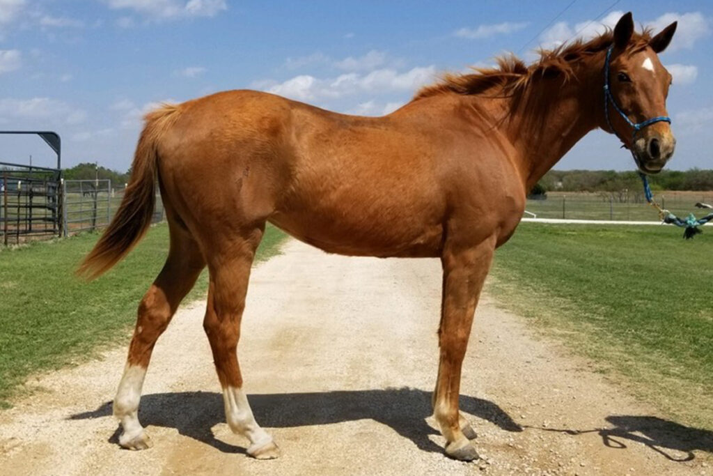 adoptable horse Clara