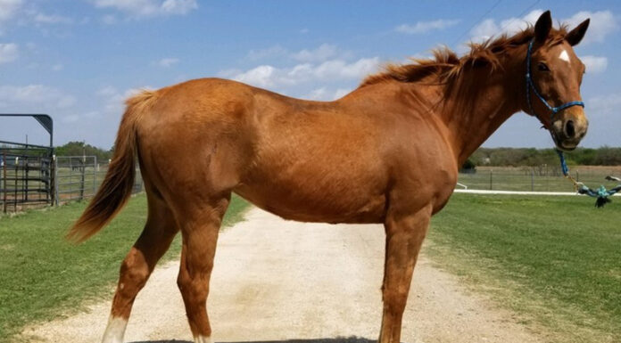 adoptable horse Clara