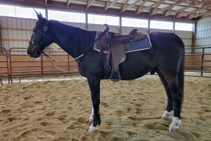 ASPCA’s Right Horse Adoptable Horse: Comet