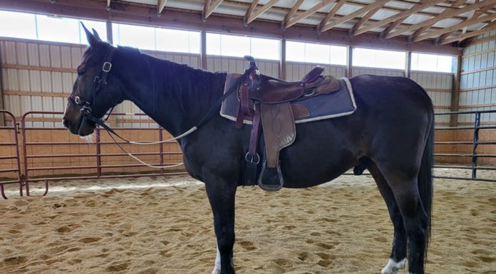 Adoptable Horse Comet