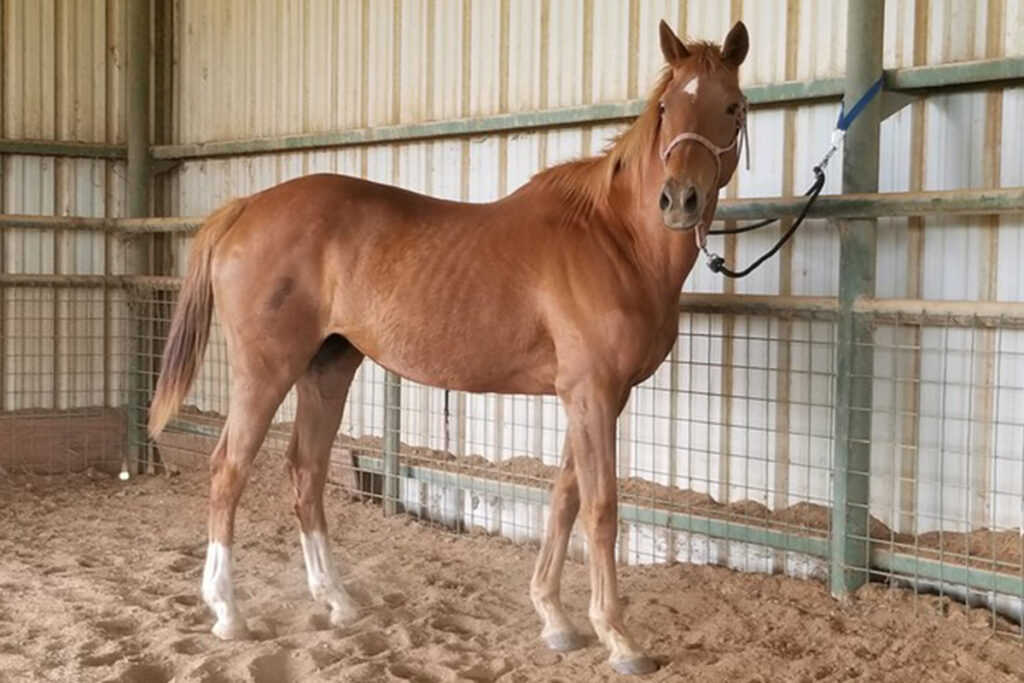 Adoptable Horse Clara