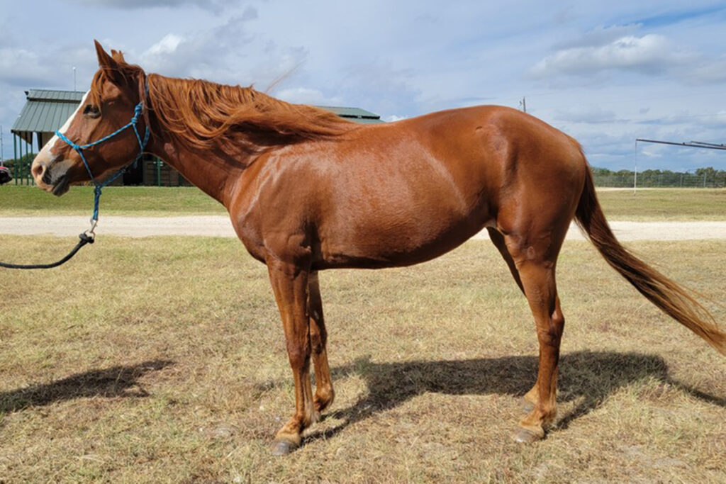 Adoptable Horse Holly