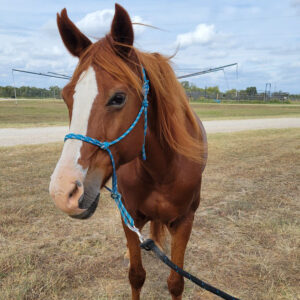 ASPCA’s Right Horse Adoptable Horse: Holly