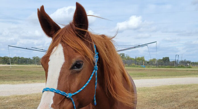 adoptable horse Holly