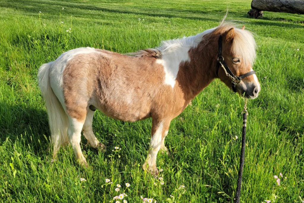 adoptable horse Ozzy