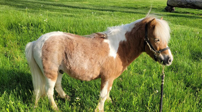 adoptable horse Ozzy