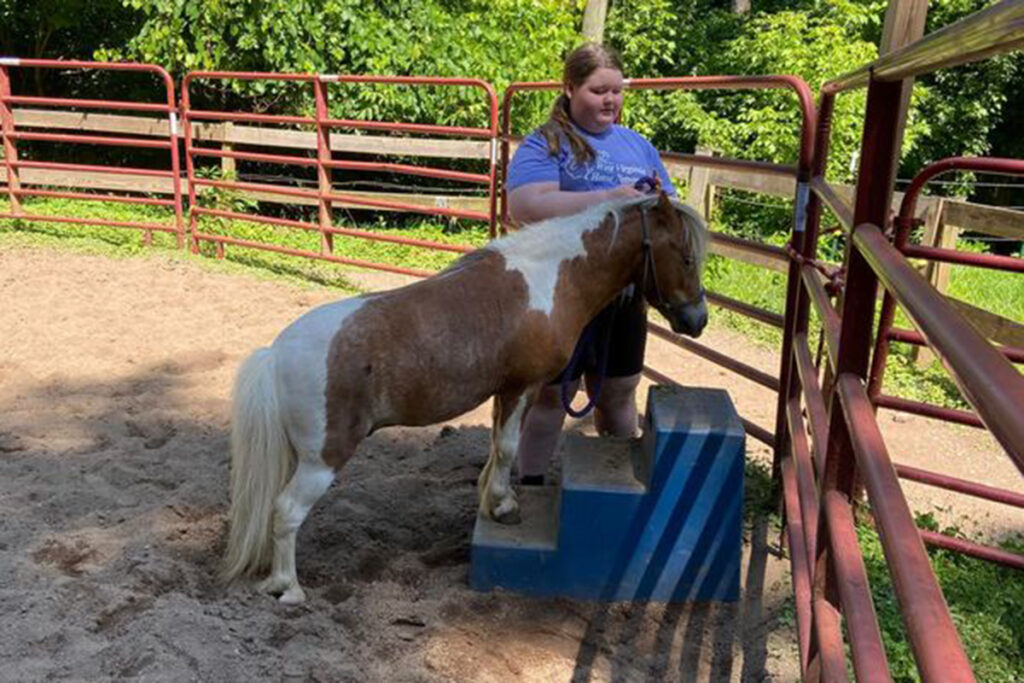 adoptable horse Ozzy