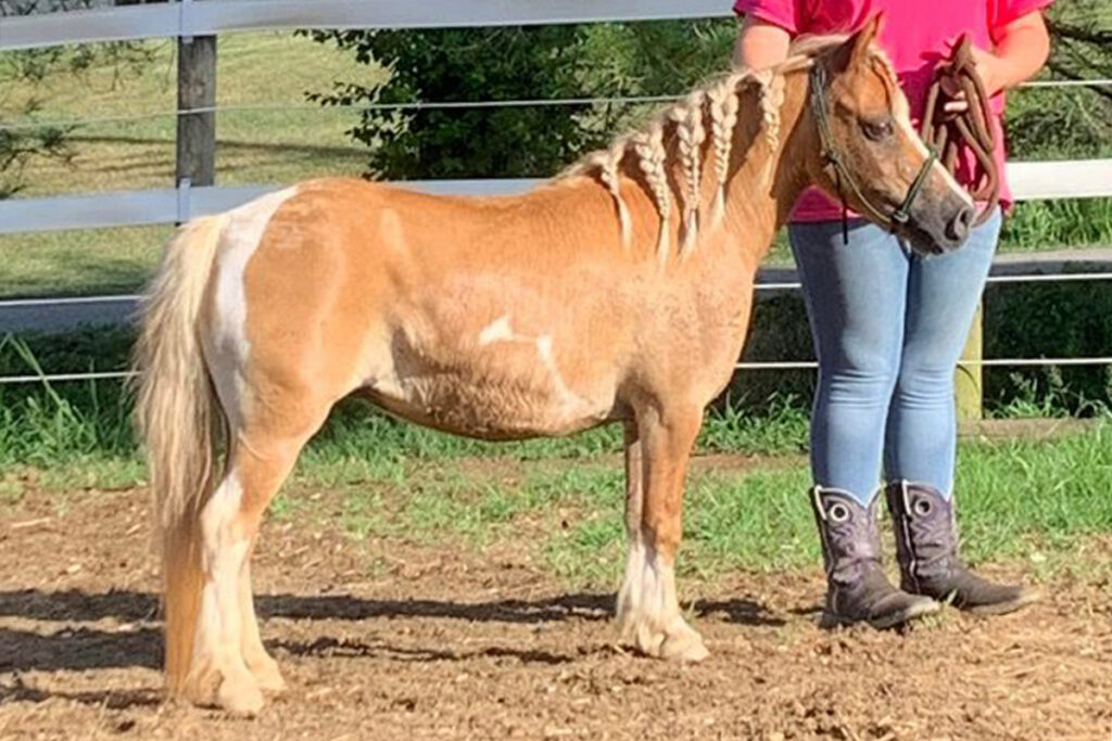 Adoptable Horse Croissant