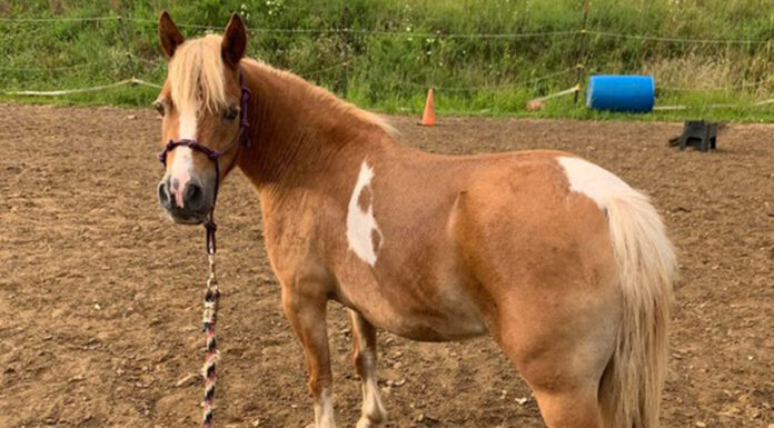 ASPCA’s Right Horse Adoptable Horse: Croissant