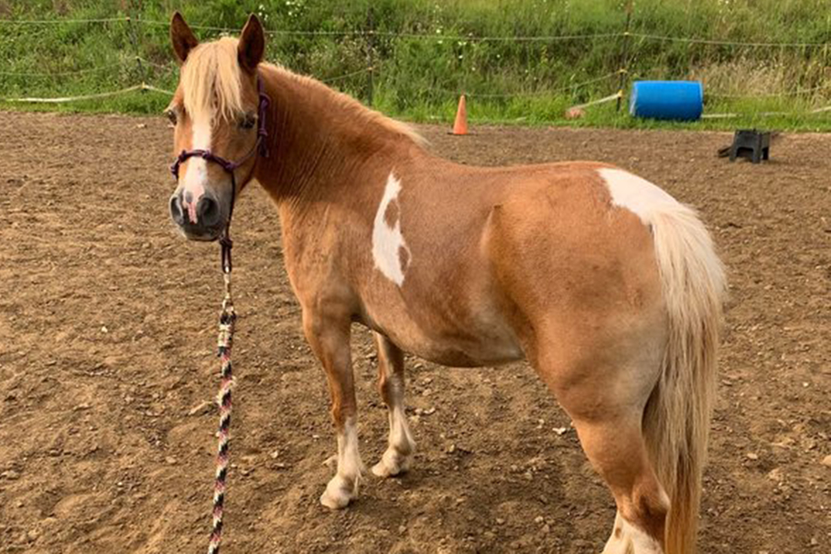 ASPCA’s Right Horse Adoptable Horse: Croissant