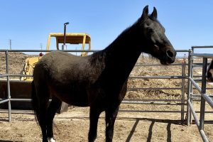 ASPCA’s Right Horse Adoptable Horse: Rocky