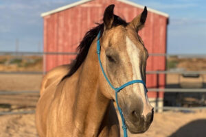 ASPCA’s Right Horse Adoptable Horse: Peanut
