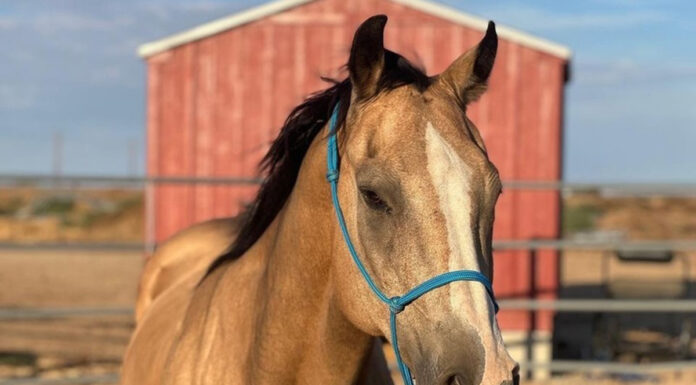 adoptable horse Peanut