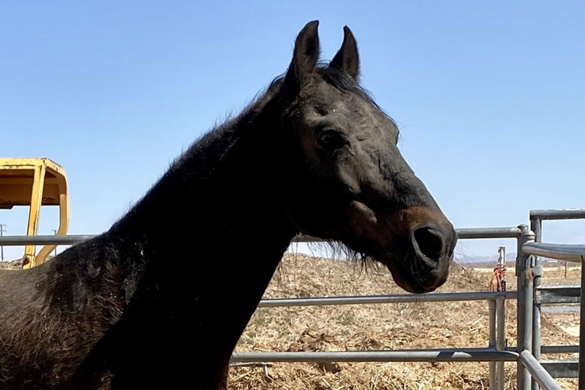 adoptable horse rocky