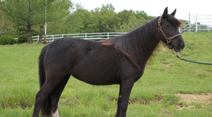 adoptable horse Bramble