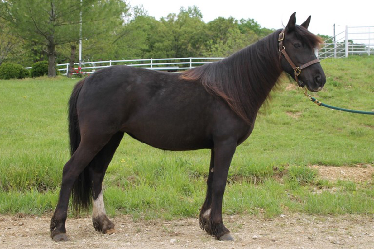 adoptable horse Bramble