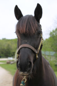 adoptable horse Bramble