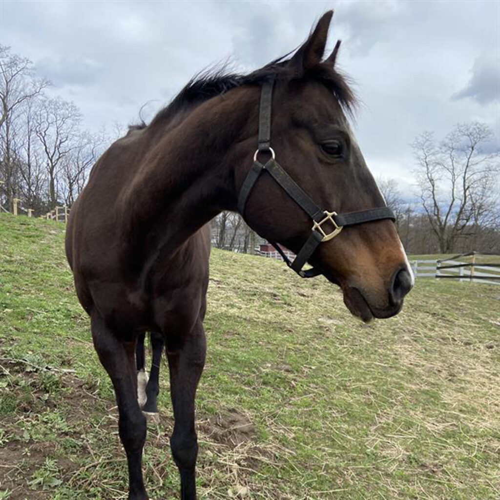 adoptable horse Charlie