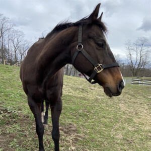 ASPCA’s Right Horse Adoptable Horse: Charlie
