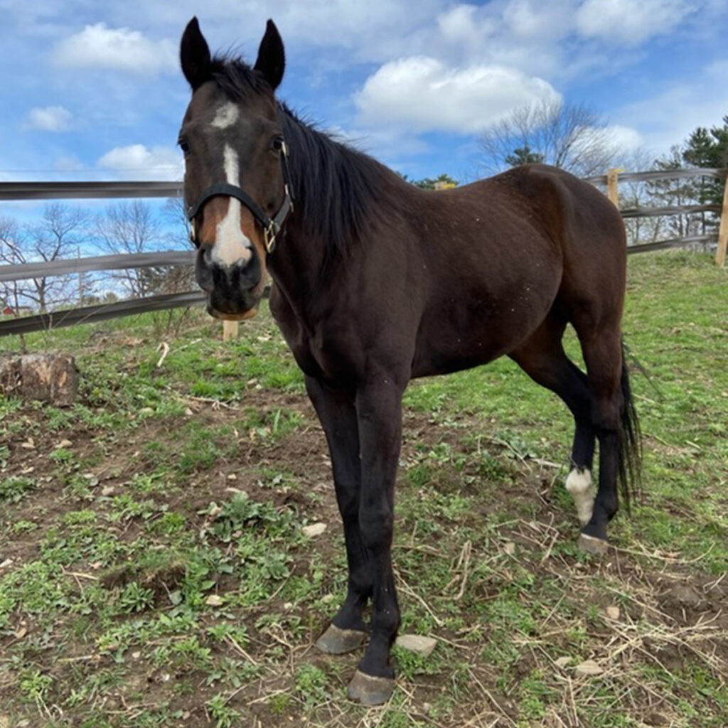 adoptable horse Charlie