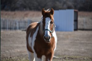 My Right Horse Adoptable Horse: Cheyenne Pony
