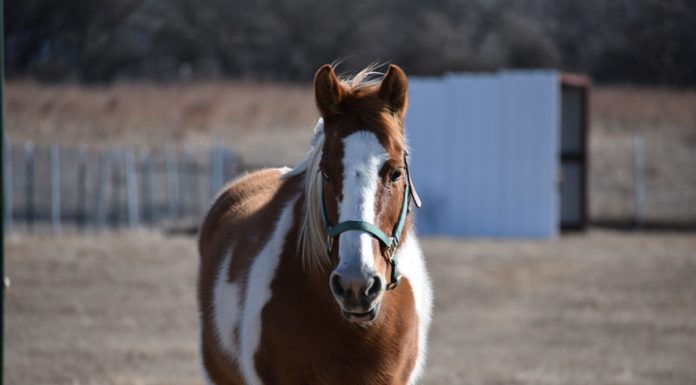 cheyenne pony