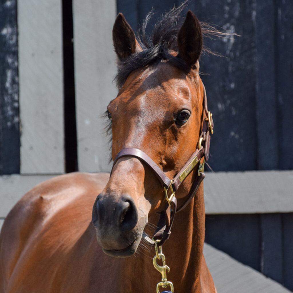 adoptable horse Marie Joelle