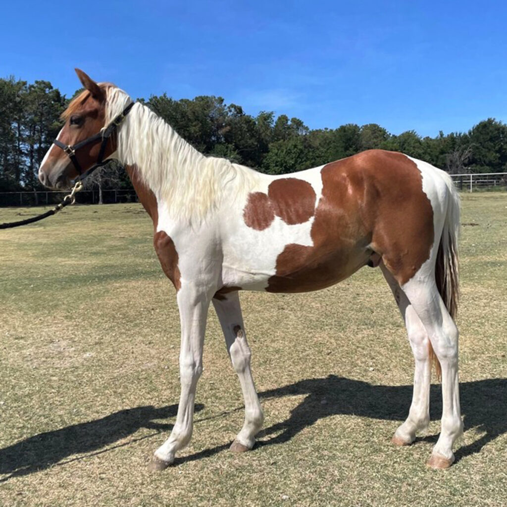 adoptable horse Dustin