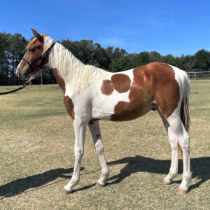 ASPCA’s Right Horse Adoptable Horse: Dustin