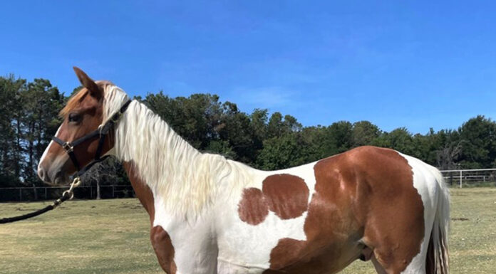 adoptable horse Dustin