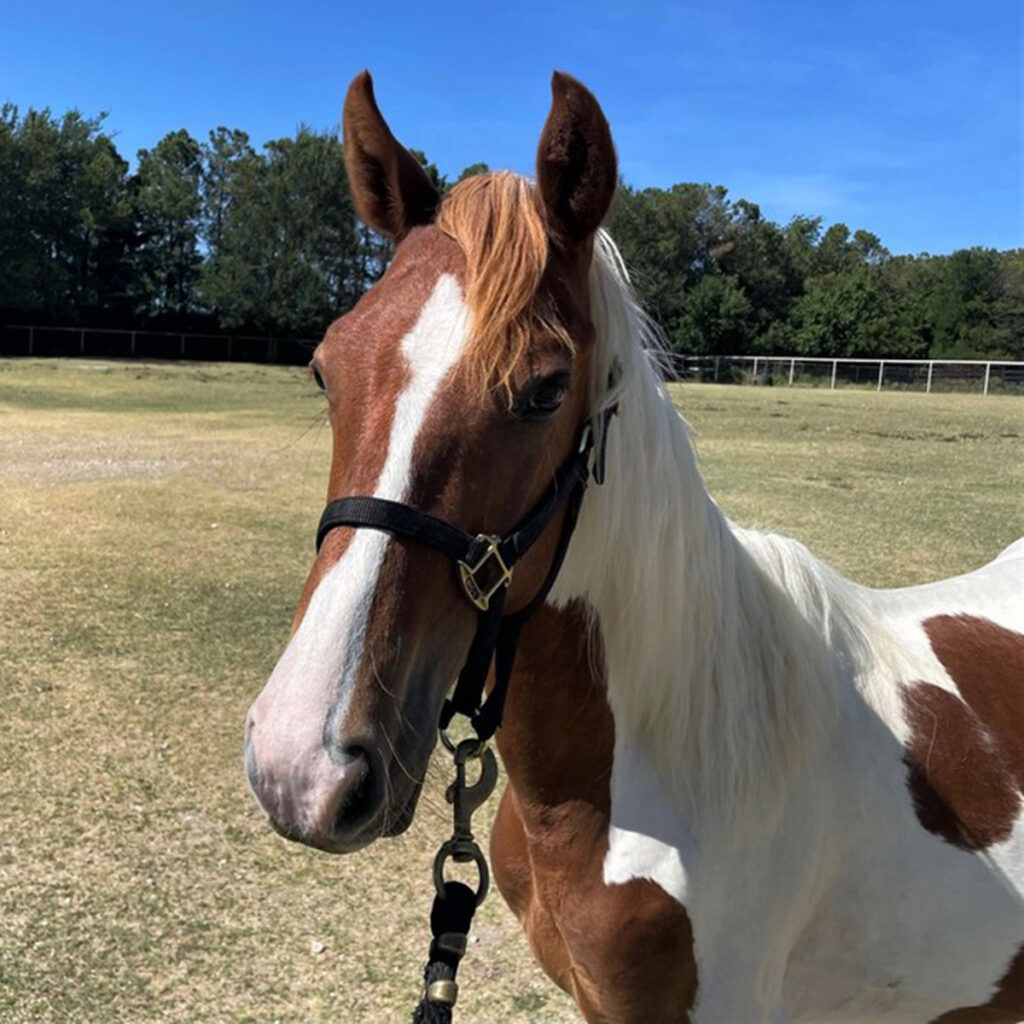 adoptable horse Dustin